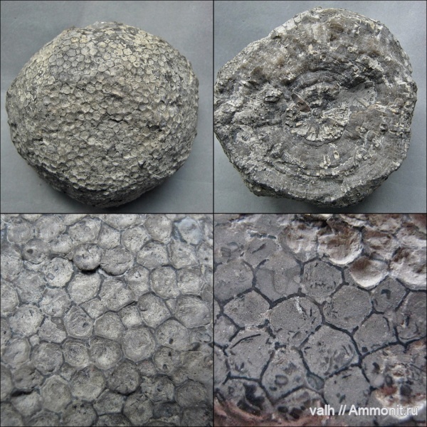 Silurian, Favosites