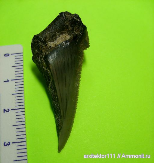 неоген, Марокко, зубы акул, Otodus sokolowi, shark teeth