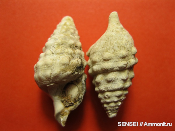 брюхоногие моллюски, Cerithiidae, Cerithium cattleyae