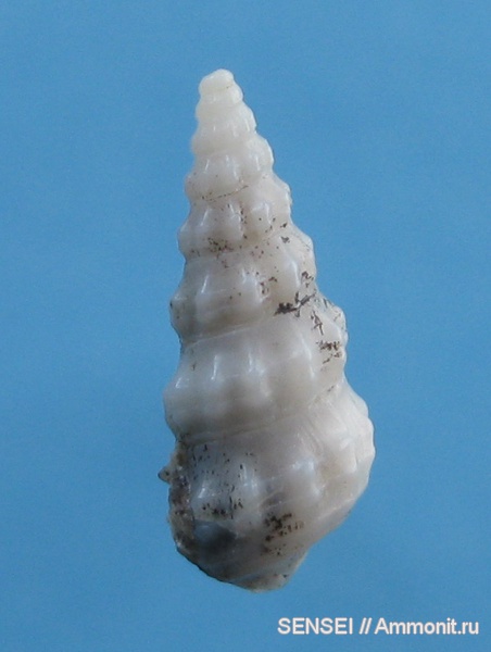 гастроподы, неоген, Cerithium, Кубань, Cerithium orientale