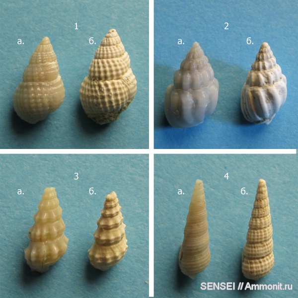 гастроподы, неоген, Cerithium, Кубань, Nassa