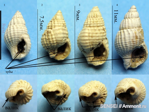 гастроподы, Кубань, Nassa, Nassa restitutiana, Nassarius scrobiculatus