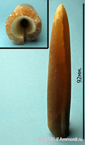 белемниты, головоногие моллюски, мезозой, Belemnitella, Воронежская область, belemnites