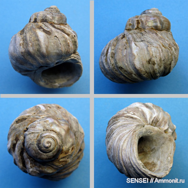 неоген, Адыгея, Barbotella, Barbotella intermedia, Trochidae