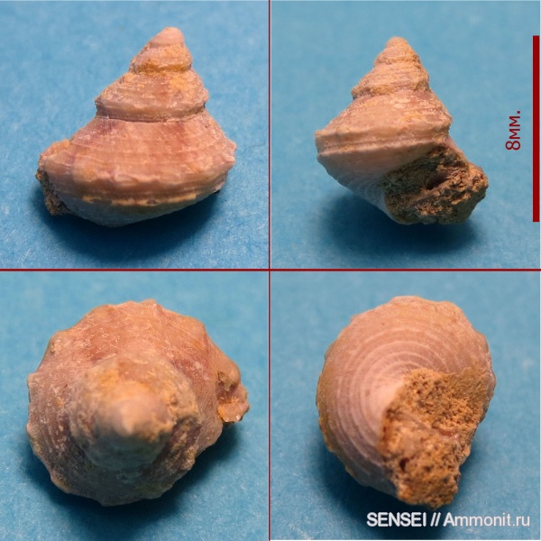 сармат, Кубань, Trochidae, Trochus, Trochus subblainvillei