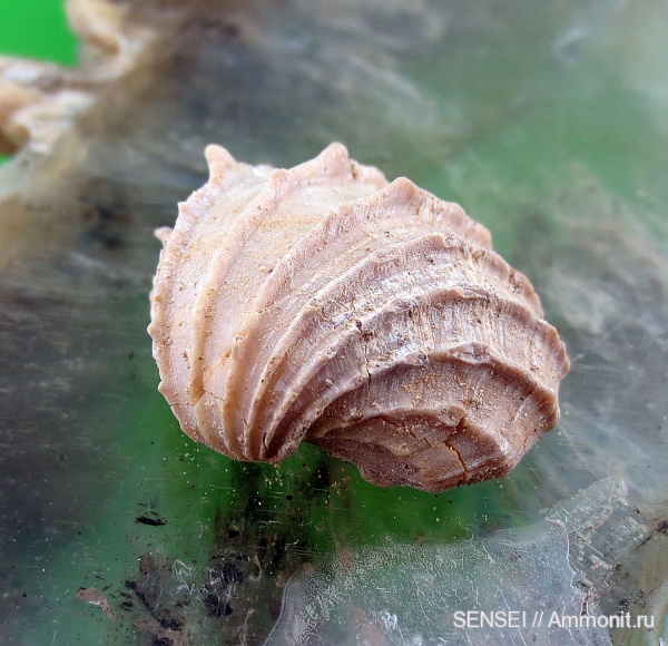 Cardiidae, сармат, Кубань, Cardium fittoni