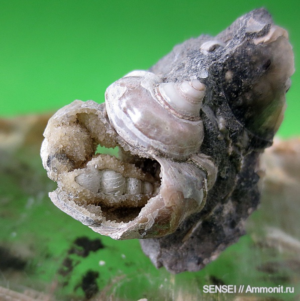 сармат, Barbotella intermedia, Кубань, Hydrobia