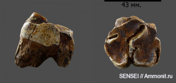 зубы, носороги, Кубань, Chilotherium, гиппарионовая фауна, teeth