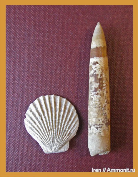 белемниты, Chlamys, Крым, дат, belemnites