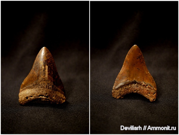 рыбы, зубы акул, Megalodon, Carcharodon, Carcharocles, fish, shark teeth