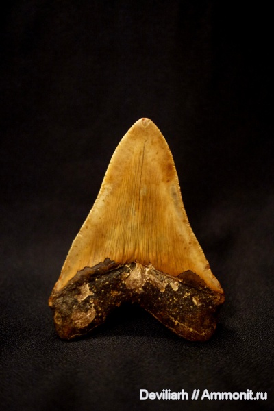 рыбы, зубы акул, Megalodon, Carcharodon, fish, shark teeth