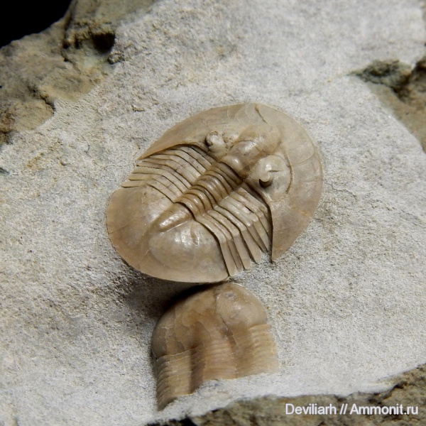 трилобиты, ордовик, Stygina, Stygina plautini, Ordovician