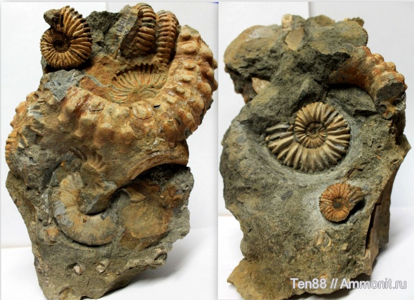 аммониты, Ammonites, р. Губс, Мостовский район