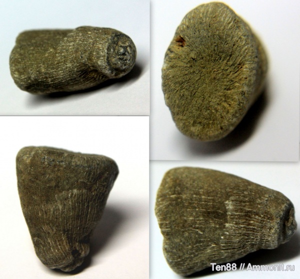 мел, кораллы, мезозой, нижний мел, Scleractinia, р. Губс, Мостовский район, Cretaceous, Lower Cretaceous