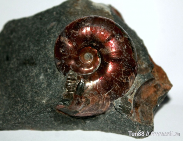 аммониты, моллюски, мел, мезозой, апт, Ammonites, Desmoceratidae, р. Губс, Мостовский район, Aptian, Cretaceous