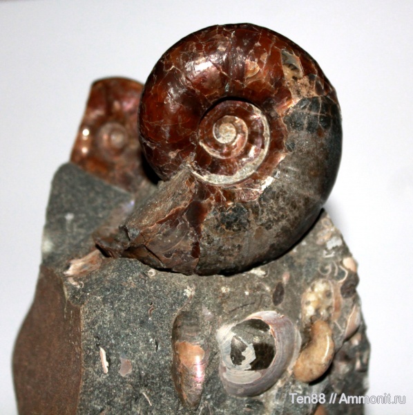 аммониты, моллюски, мел, мезозой, апт, Ammonites, Desmoceratidae, р. Губс, Мостовский район, Aptian, Cretaceous