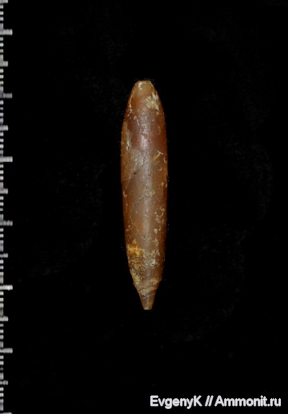 белемниты, Саратов, Саратовская область, Actinocamax, Actinocamax verus, belemnites