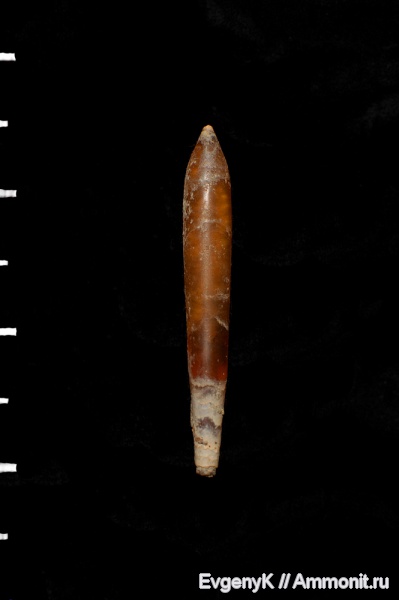 белемниты, Hibolites, Саратов, hibolites hastatus, Саратовская область, belemnites