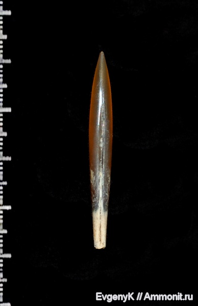 белемниты, Hibolites, Дубки, Саратов, Саратовская область, Hibolites shimanskyi, belemnites