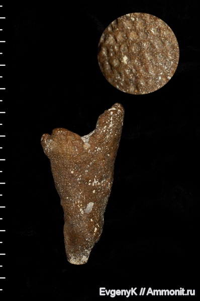 губки, Саратов, Саратовская область, Sporadoscinia, Sporadoscinia stellata