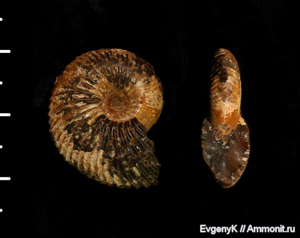 аммониты, Саратов, Саратовская область, Cadoceratinae, Cardioceratidae, Ammonites, Costacadoceras, Costacadoceras mundum