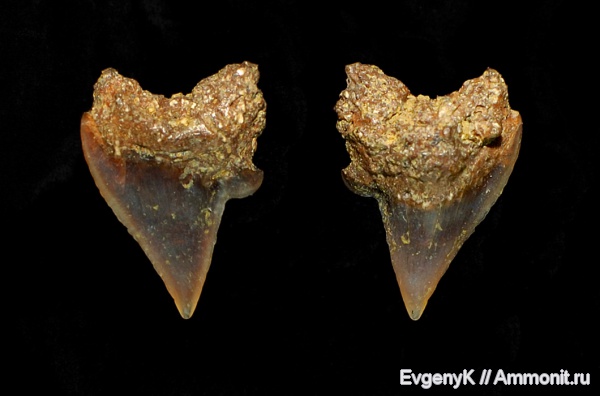 Palaeoanacorax, Саратов, сеноман, зубы акул, Саратовская область, Cenomanian, shark teeth