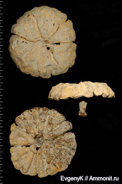 губки, Саратов, Саратовская область, Coeloptychium, сантон, Coeloptychium subagaricoides, Santonian