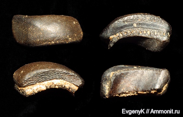 карбон, Lagarodus, Саратов, Саратовская область, зубы рыб, Psammodontiformes, Lagarodus specularis, fish teeth