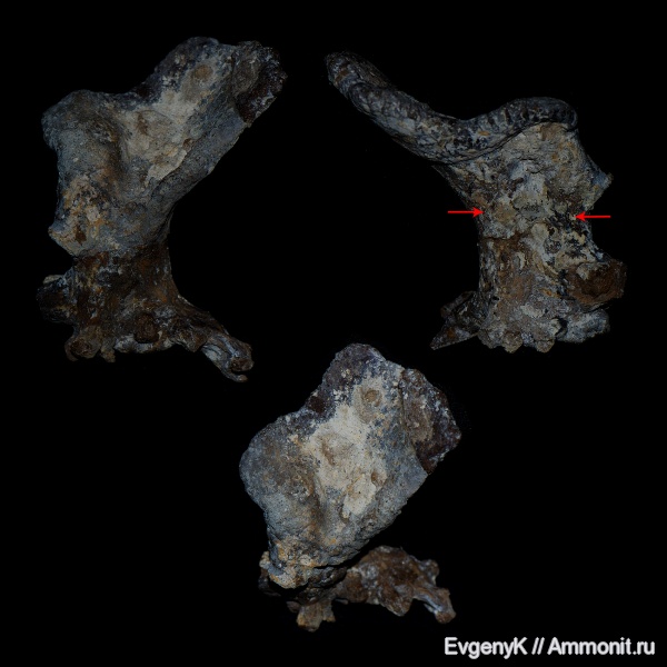 губки, Саратов, Саратовская область, 3D-изображения, сантон, Rhizopoterion, Rhizopoterion santonicum, первичная автономия, Santonian