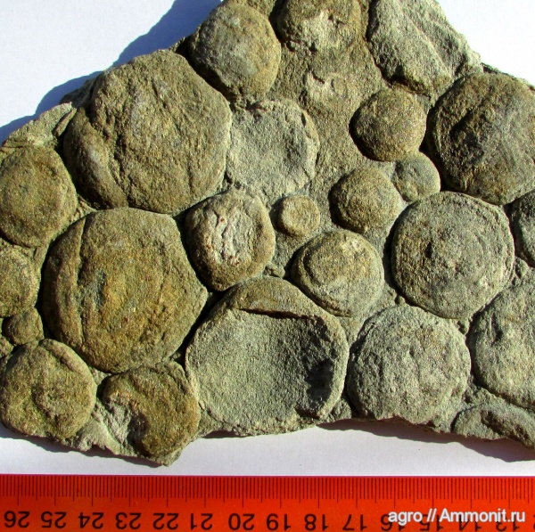 венд, Украина, Nemiana, ediacaran organisms