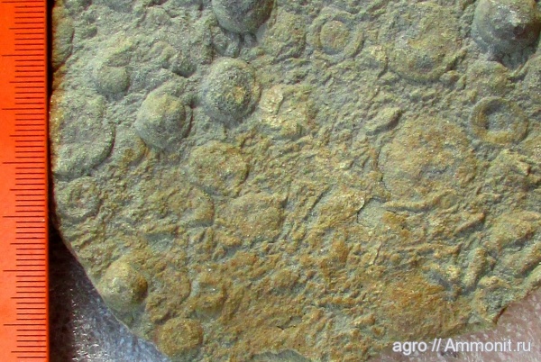 венд, эдиакарий, Medusinites paliji, ediacaran organisms