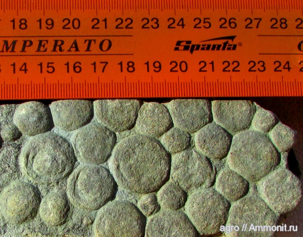 венд, эдиакарий, Nemiana simplex, ediacaran organisms