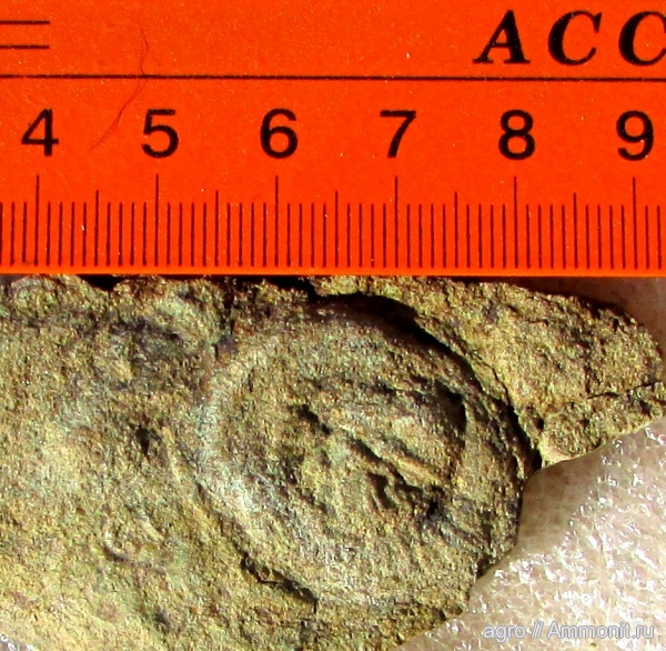 венд, эдиакарий, Proarticulata, ediacaran organisms