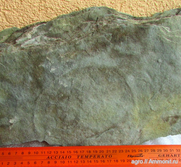 венд, эдиакарий, Cyclomedusa, ediacaran organisms