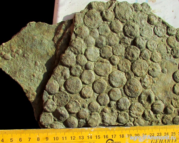 венд, Nemiana, ediacaran organisms