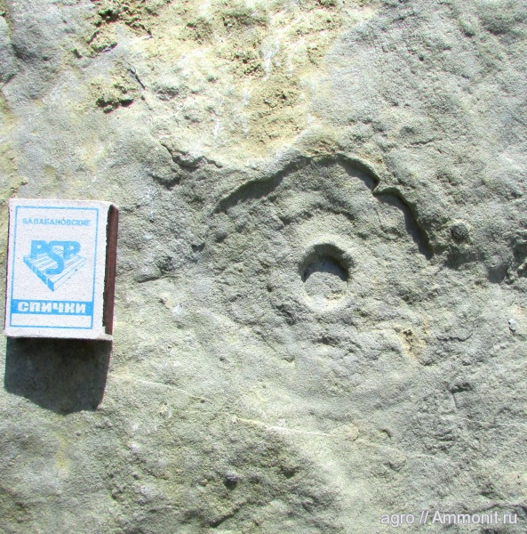 венд, эдиакарий, Ediacaria flindersi, ediacaran organisms