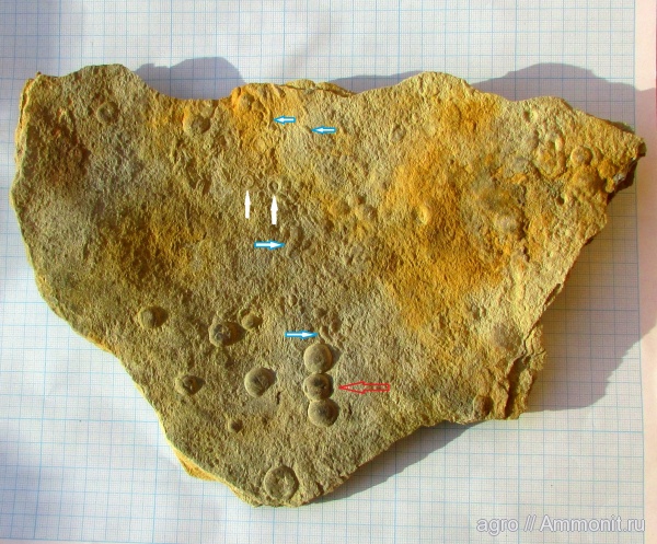 Nemiana, Tirasiana, Atakia, ediacaran organisms