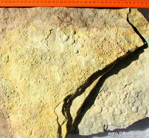 Nemiana simplex, ediacaran organisms