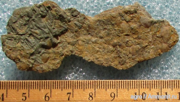 Украина, Tentaculites