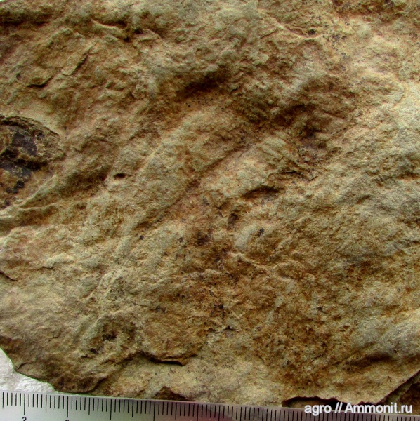 венд, эдиакарий, Dickinsonia, ediacaran organisms