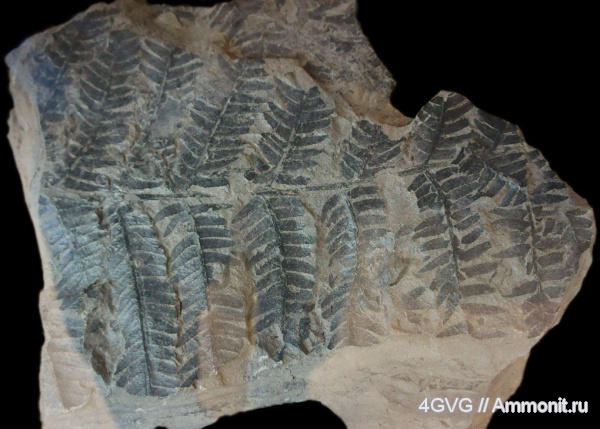 триас, папоротники, Cladophlebis, Pteridophyta, Triassic