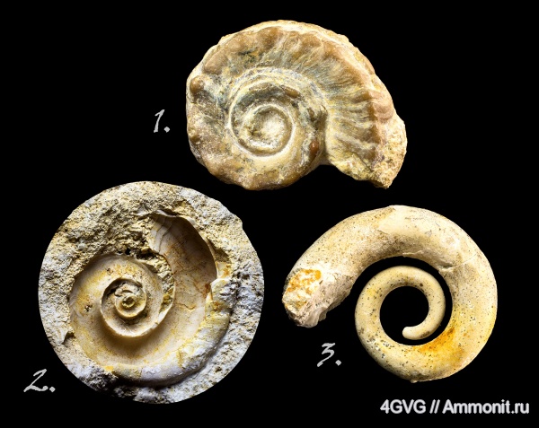 карбон, Euomphalus, Московская область, Euomphalus moniliferus