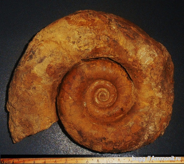 аммониты, мел, баррем, Biasaloceras, нижний баррем, Верхоречье, Barremian, Cretaceous