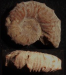 Holcodiscus rarecostatus