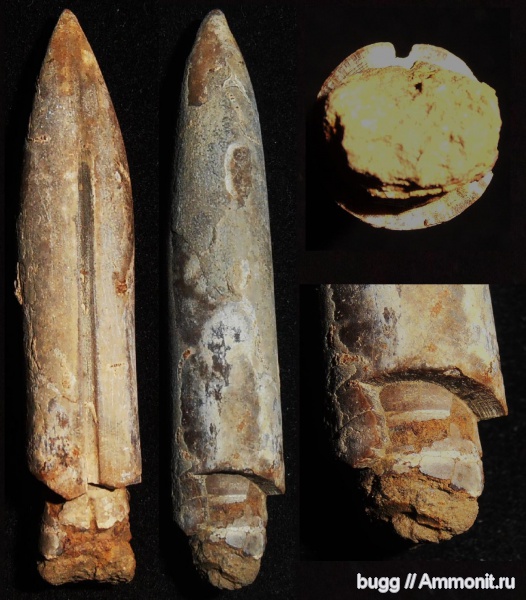 белемниты, мел, берриас, Балки, Conobelus, Berriasian, Cretaceous, belemnites