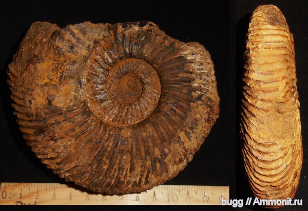 аммониты, мел, Speetoniceras, готерив, Ammonites, Верхоречье, верхний готерив, Hauterivian, Cretaceous, Speetoniceras subinversum