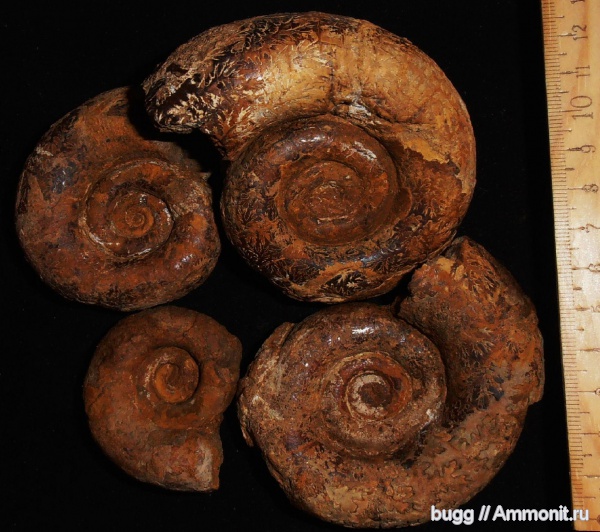 аммониты, мел, Крым, баррем, Biasaloceras, нижний баррем, Ammonites, Biasaloceras subsequens, Barremian, Cretaceous