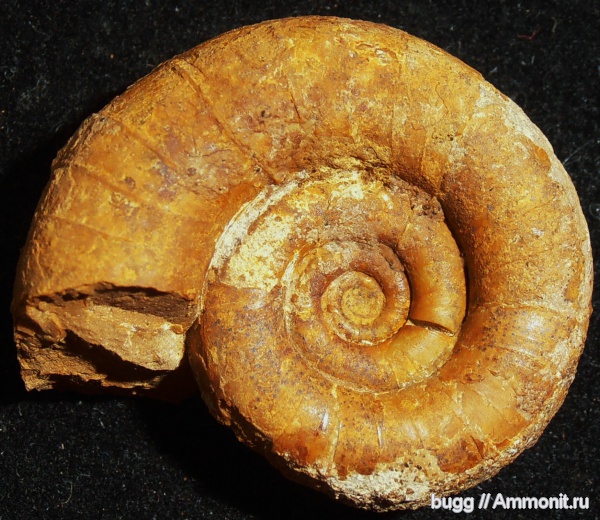 аммониты, мел, баррем, Biasaloceras, нижний баррем, Ammonites, Верхоречье, Biasaloceras subsequens, Biаsaloceras striatum, Barremian, Cretaceous