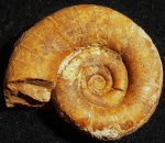 biаsaloceras striatum