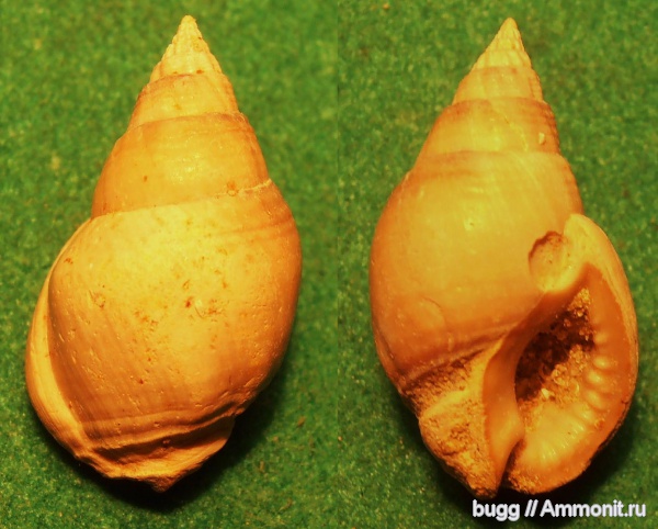 неоген, Тернопольская область, Nassarius Dumeril, Nassarius